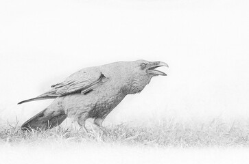 Fototapeta premium Raven (Corvus corax) close up - sketch