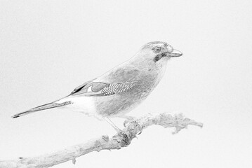 Eurasian jay (Garrulus glandarius) close up - sketch