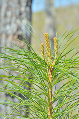 Young sprigs of pine