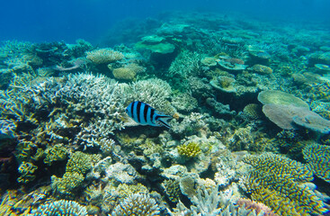 Fototapeta na wymiar Damselfish on The Great Barrier Reef, Port Douglas, Queensland, Australia