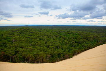 Fototapeta na wymiar Dune of Pilat and green forest . Scenery of sandy dune and conifer woodland 