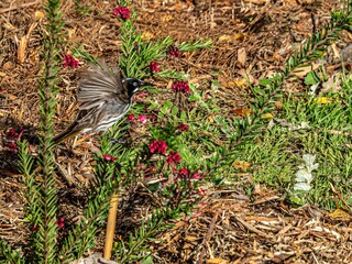 Honeyeater Flying