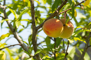 Peach tree with organic peach fruit. In the background the leaves of the tree and blue sky