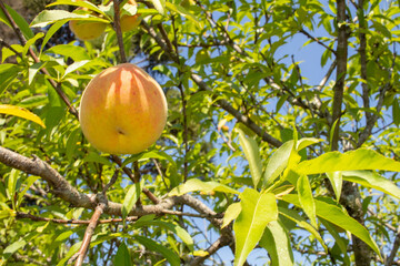 Peach tree with organic peach fruit. In the background the leaves of the tree and blue sky