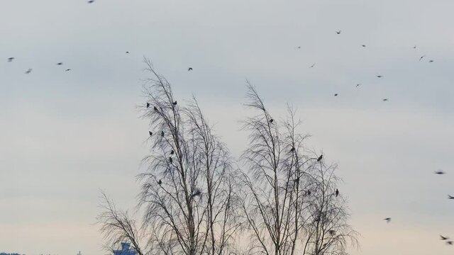 A large flock of birds flying by, birds leaving togther from dead trees