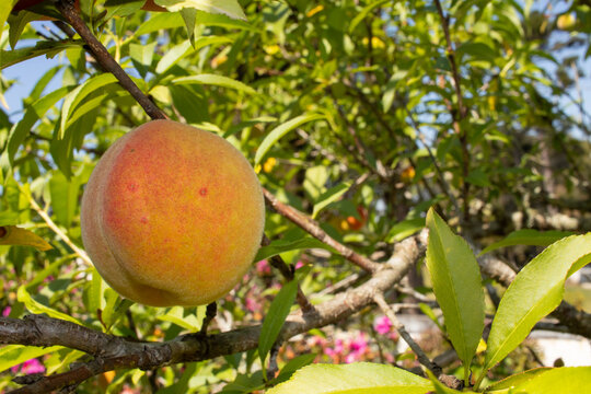Peach tree with organic peach fruit. In the background the leaves of the tree and blue sky