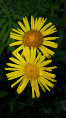 photo two yellow flowers in drops of rain on a green background