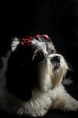 Image of a black and white lhasa apso dog with red bows