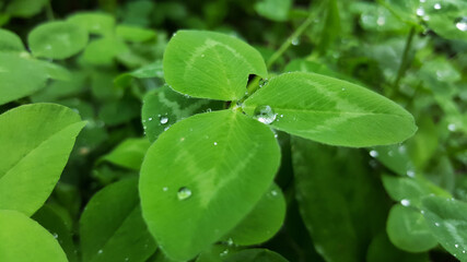 photo of clover leaves with drops after rain close-up