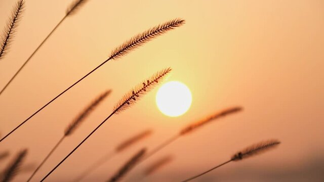Silhouettes of foxtail grass against sun in sky at dawn, low angle view