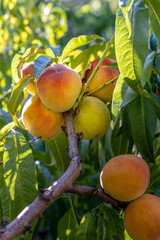 Peach fruits on tree, close-up