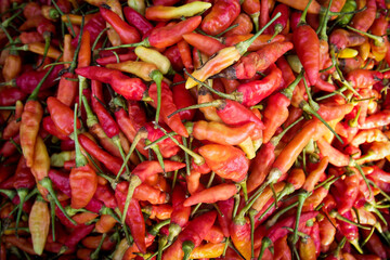 Detail of fresh California or Anaheim red chili peppers. Also called green chiles from the north in Mexico. Grouped on the shelf of a traditional market.
