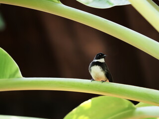 close up of magpie stay on cultivated banana leaf in garden