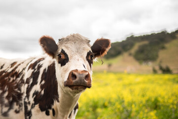 Vaca comiendo pasto