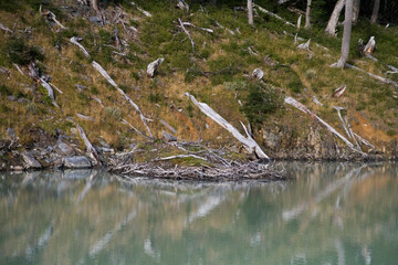 Glacier water lake. Closeup view of the turquoise color water lake shoreline in the forest and its reflection in the water surface.