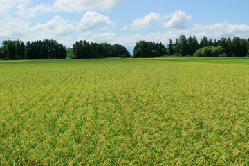 上越の水田