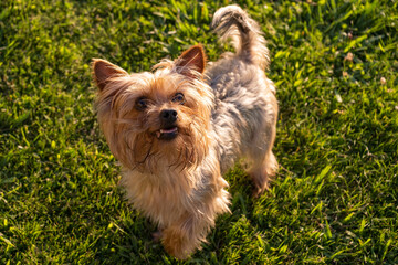 Cute young Yorkshire Terrier dog playing in the park on grass lawn