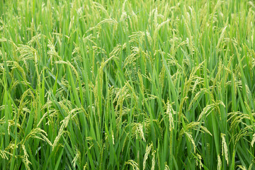 《秋田県・大潟村》あきたこまち