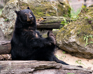 Black Bear Stock Photos. Resting by a moss rock and log and looking at the camera displaying black fur, body, head, ears, eyes, muzzle, paws in its habitat and environment making a spectacle show.