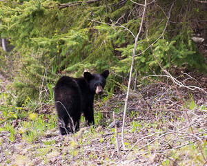Black Bear stock Photos. Black bear in the forest its habitat and environment exposing its body, ears, eyes, nose, muzzle,  paws with a forest background.