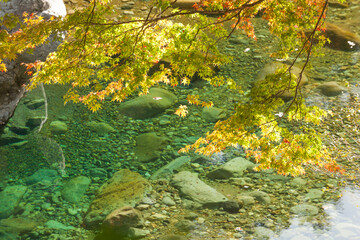 Appreciate the autumn leaves of Japan