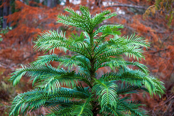 The endangered wollemi pine tree is a living fossil, a protected species from New South Wales, Australia from the jurassic period. Conservationists fought to save these trees from bushfires in 2020.