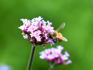 Honey Bee collecting pollen on flower 