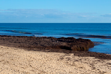 The high tide from Indian Ocean waves breaking near the shore at Ocean Beach Bunbury Western Australia has brought in piles of brown seaweed on a fine afternoon in winter creating a scenic seascape .