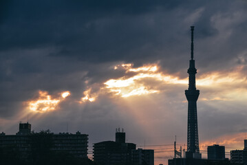 Obraz premium 東京スカイツリーの夕景