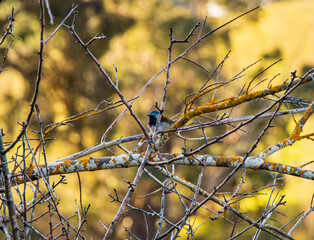 A dainty blue variegated fairy wren, a bird native to Western Australia. Background of beautiful golden and yellow bokeh.