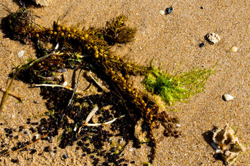 Colorful piles of seaweed or kelp phacophyceae a valuable mineral and vitamin source   lying on the sandy shores of Hutt's Beach  near Bunbury Western Australia.