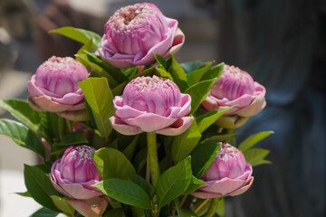 pink lotus in the garden
