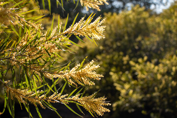 Acacia doratoxylon or 'currawang' is an Australian native tree often used for nitrogen fixing and land rehabilitation. A prolific pollen producer, it attracts and sustains moths, butterflies & insects - obrazy, fototapety, plakaty