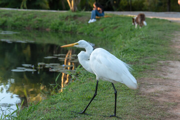 great withe heron ardea cinerea