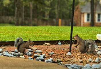 Two squirrels among birdseed on patio