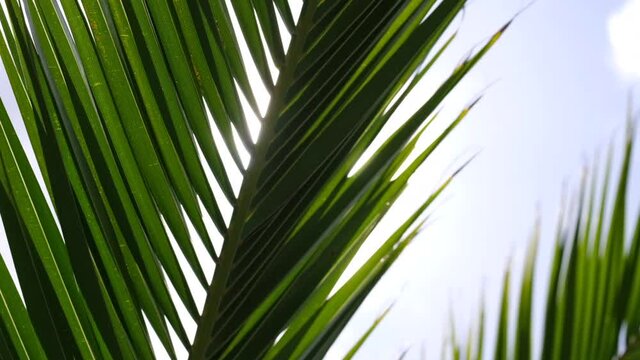 Palm tree leaves sway slowly in breeze as sun shines through on bright sunny day in summer