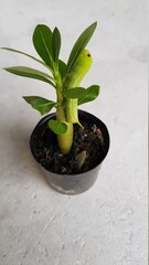 caterpillar on a leaf