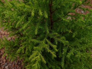 green pine needles