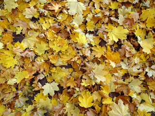 carpet of autumn yellow orange red fallen maple leaves