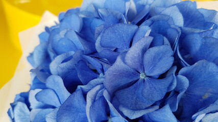 blue hydrangea flowers