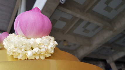 lotus flower