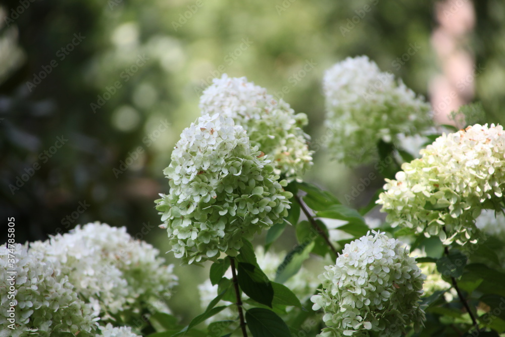 Wall mural white lilac flowers