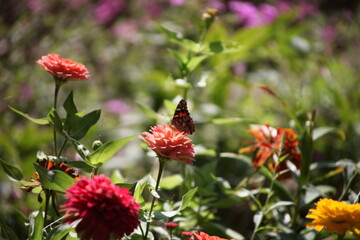 butterfly on a flower