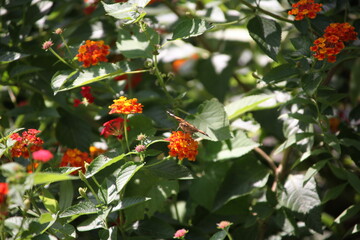 red berries on a bush