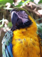 blue and yellow macaw