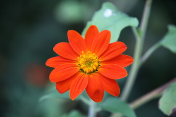 orange flower on green background