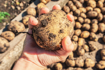 Fresh organic potatoes are in hand. Close-up. Hand on the background of the harvest of potatoes