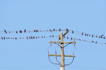 Flock of pigeons perch on a telephone wire; Many birds rest on a power line together