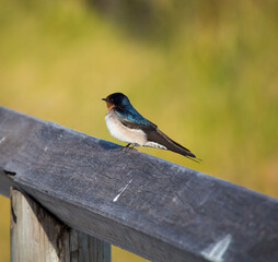 A dainty  colorful delightful  little welcome swallow hirundo neoxena  a passerine bird perching on a wooden rail in afternoon sunshine in summer is inquisitive and shy.