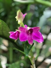 purple orchid flower